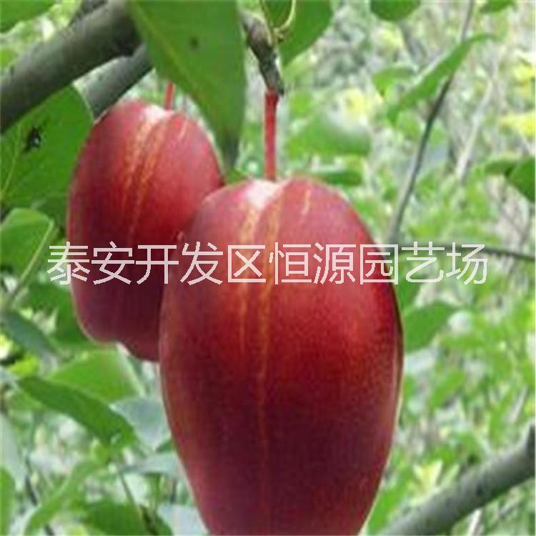早酥紅梨樹苗@泰安恒源園藝場銷售紅梨樹苗@早酥紅梨樹苗多少錢一棵@