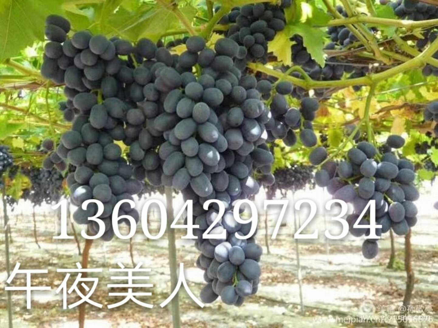 遼寧優(yōu)質(zhì)葡萄苗供應(yīng)商   遼寧午夜美人供應(yīng)商  遼寧午夜美人供應(yīng)