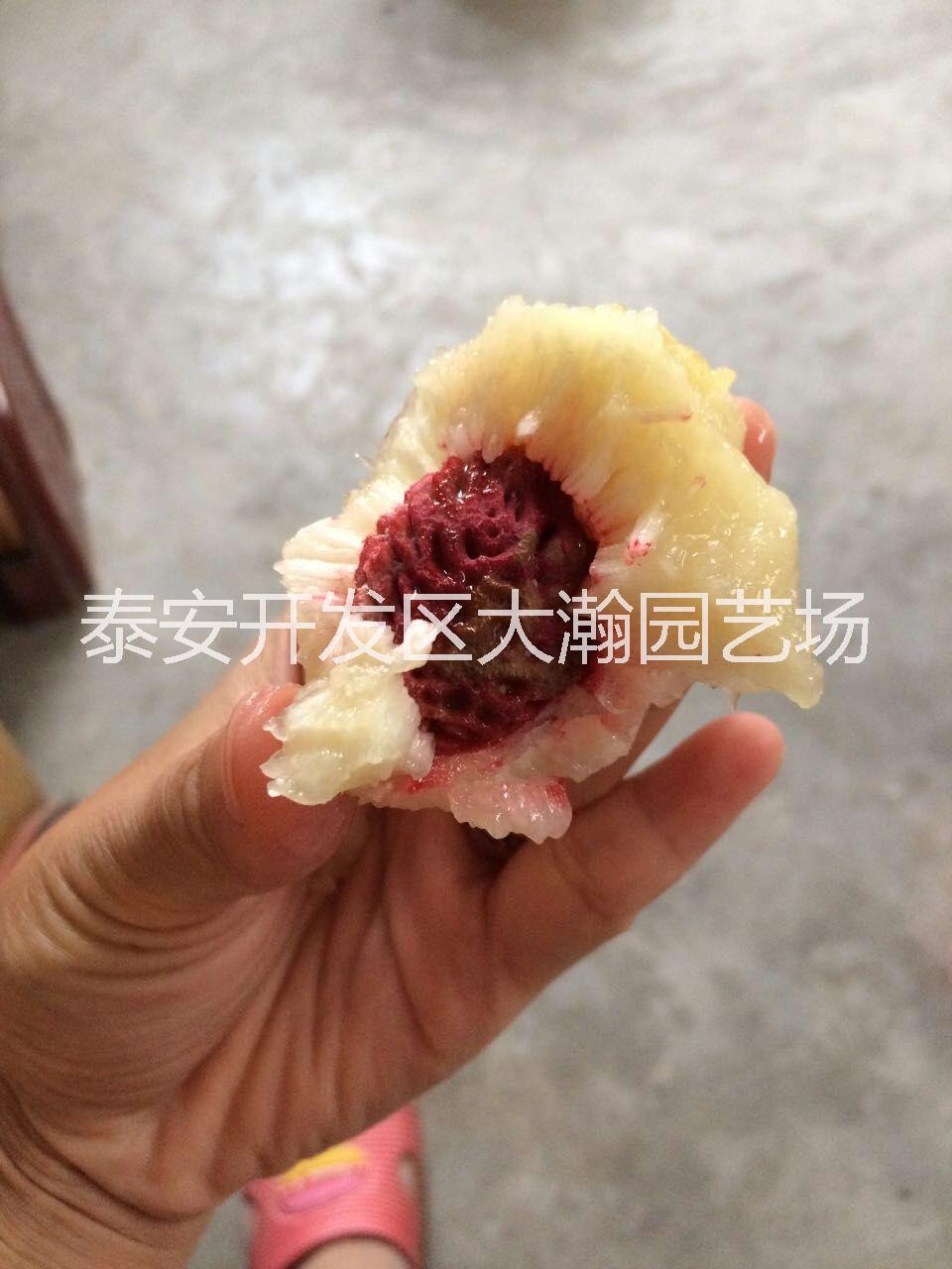 供應(yīng)山東桃樹苗批發(fā)價格@山東桃樹苗哪家好@山東桃樹苗供應(yīng)商