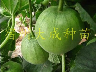 甜瓜嫁接苗、嫁接甜瓜苗