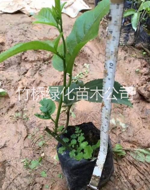 廣西百香果苗報(bào)價(jià)  紫香一號(hào)百香果苗 百香果苗新品種