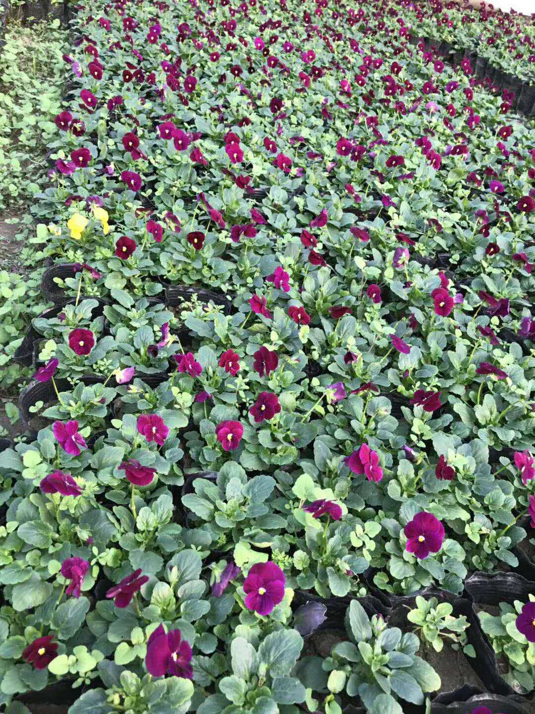 西安好運(yùn)來環(huán)?？萍加邢薰緦I(yè)供應(yīng)綠化草坪草花水草量大從優(yōu)歡迎訂購