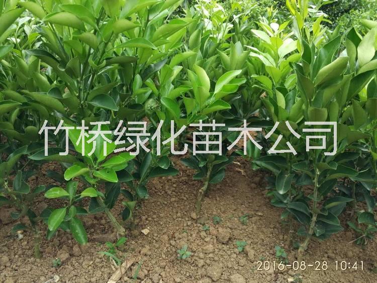 廣西沙糖桔苗價格 新品種砂糖橘苗 高產(chǎn)砂糖橘苗