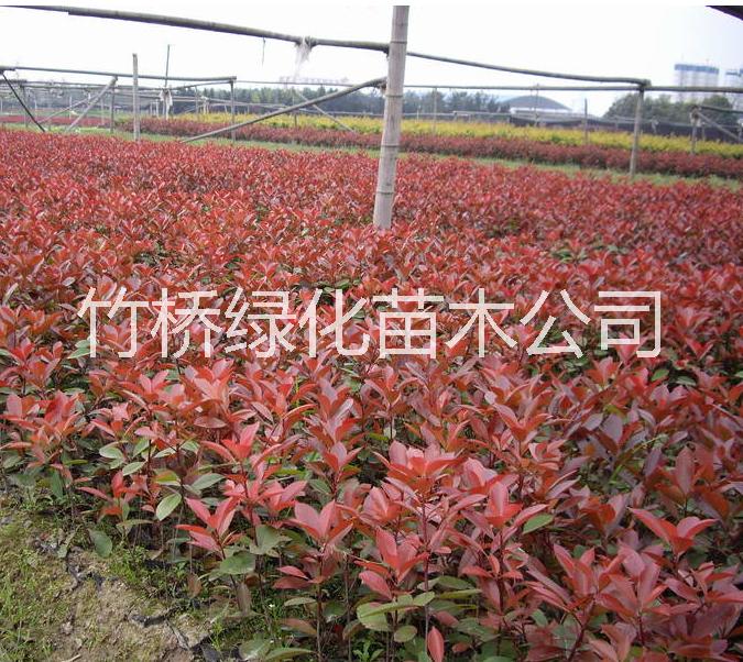桂林紅葉石楠苗  高桿紅葉石楠價(jià)格 2017紅葉石楠小苗價(jià)格