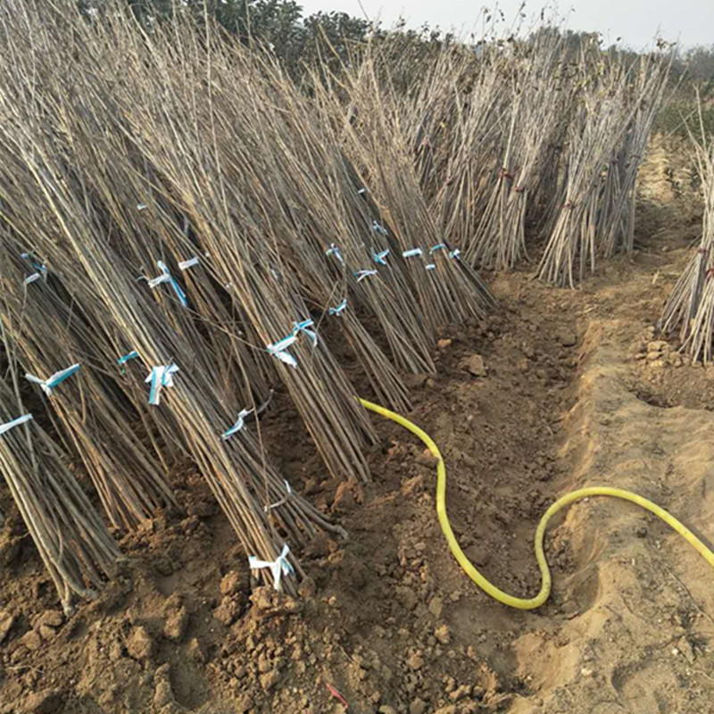 車(chē)?yán)遄訖烟颐?美早櫻桃苗哪里有賣(mài)的 櫻桃苗什么時(shí)間種植好/怎樣種植管理 車(chē)?yán)遄影瘷烟颐?  title=