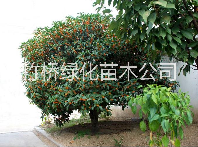 桂林哪里有丹桂小苗 桂*桂小苗批發(fā) 丹桂苗行情