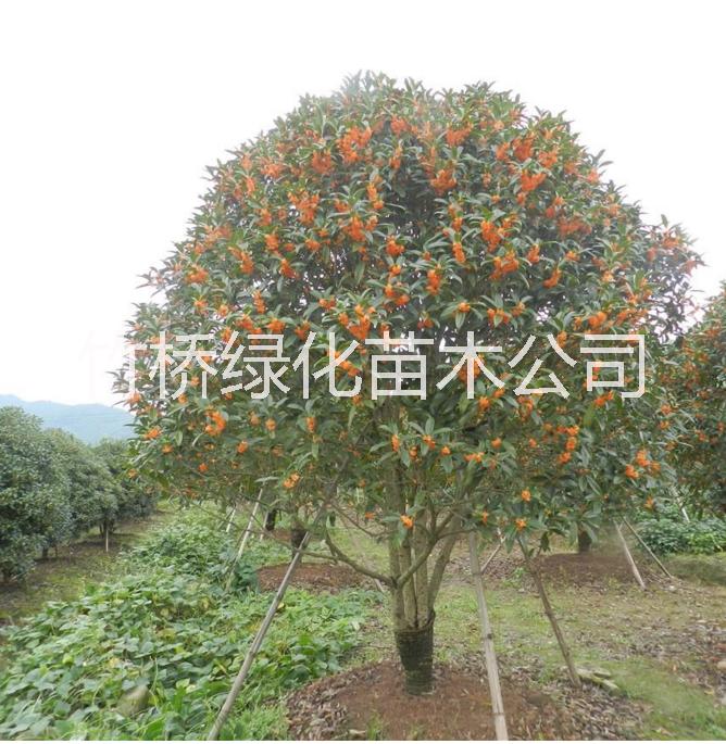 50-80cm高度桂花小苗 *丹桂狀元紅  丹桂小苗