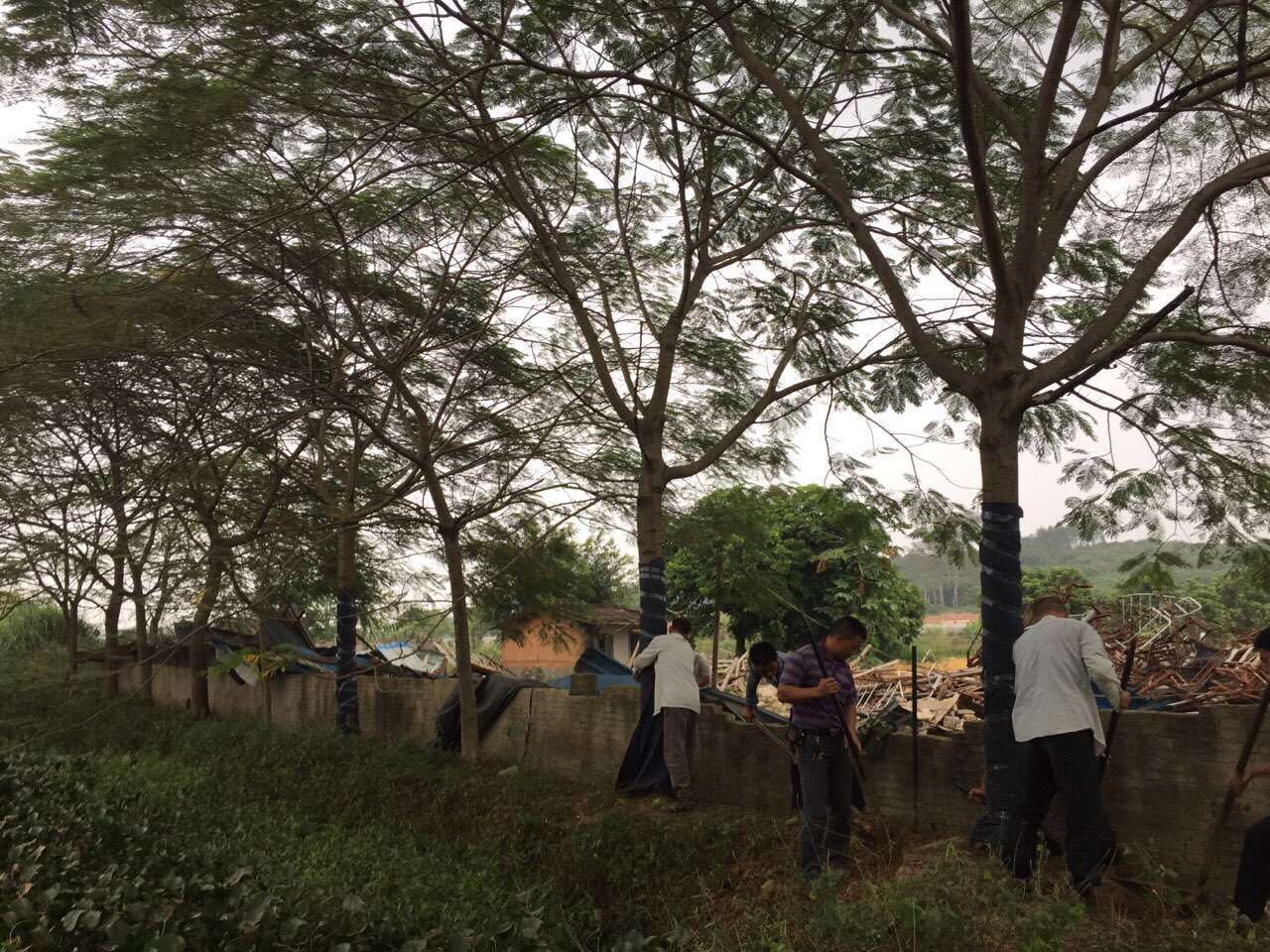 鳳凰木 鳳凰木銷售 鳳凰木供應(yīng)商 鳳凰木批發(fā)