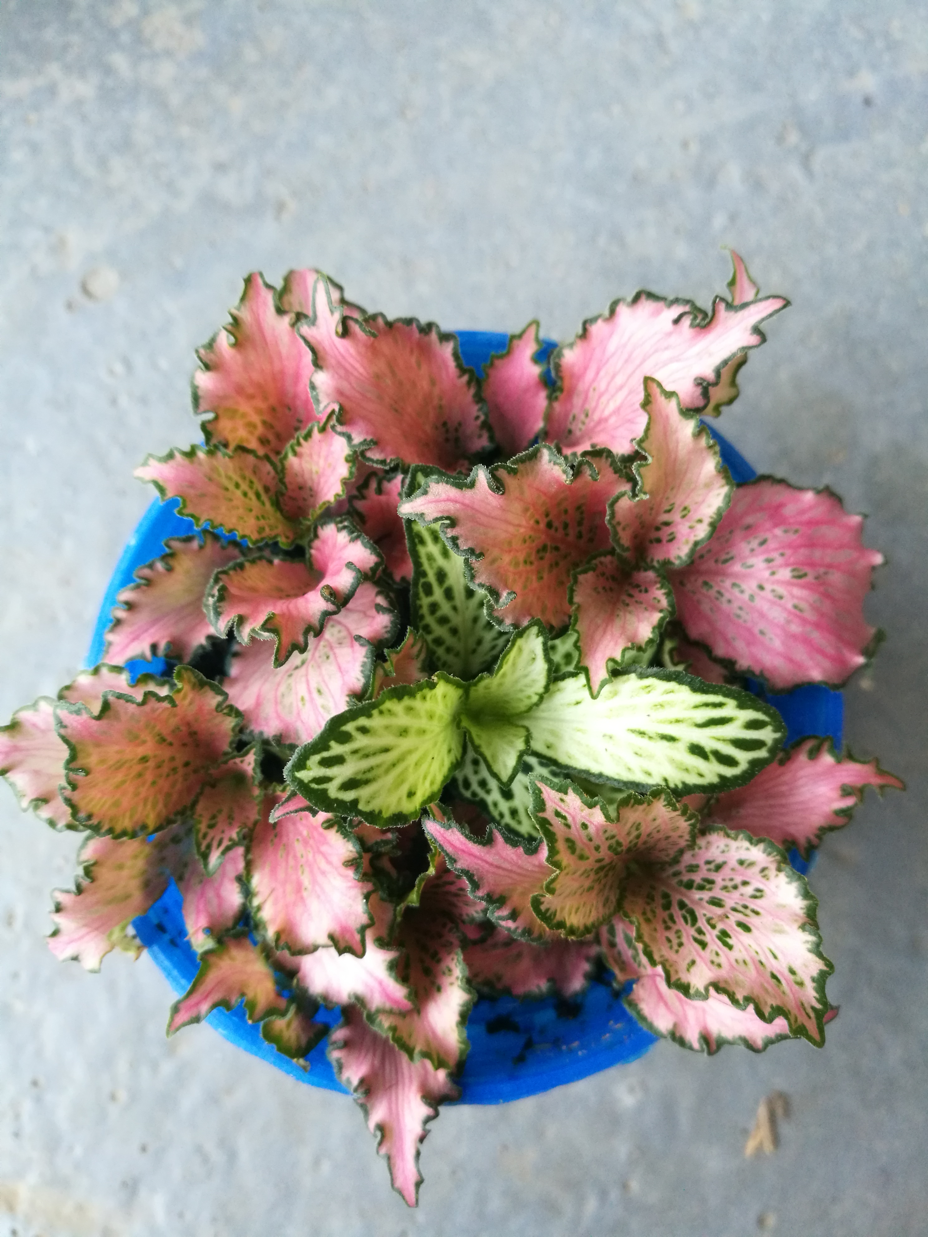 混裝網(wǎng)紋草