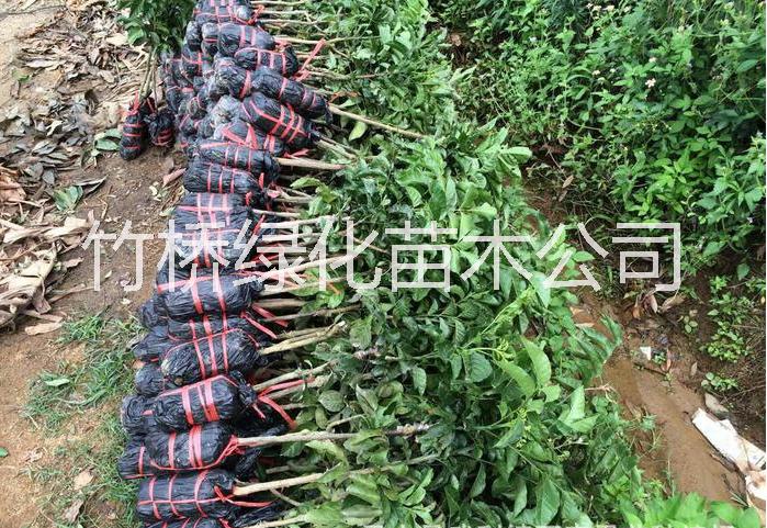 雞心黃皮果樹 嫁接好的雞心黃皮果樹 無核黃皮果樹價格