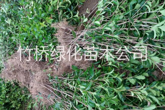 四季桂苗今年報(bào)價(jià) 廣西四季桂苗種植基地 四季桂苗批發(fā)價(jià)格