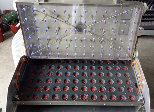 穴盤播種機 育苗播種機 常州風雷