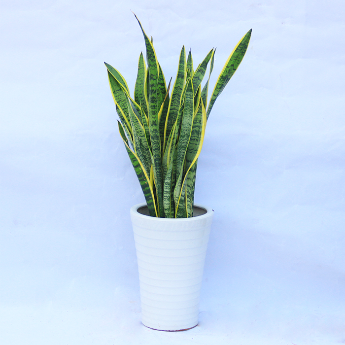 武漢寫字樓辦公室室內(nèi)植物盆栽送貨上門，可出租擺租賃