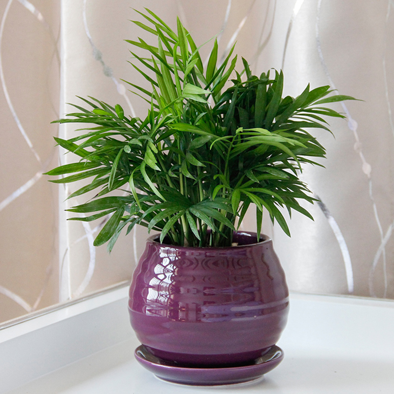 武漢寫字樓辦公室室內(nèi)植物盆栽送貨上門，可出租擺租賃