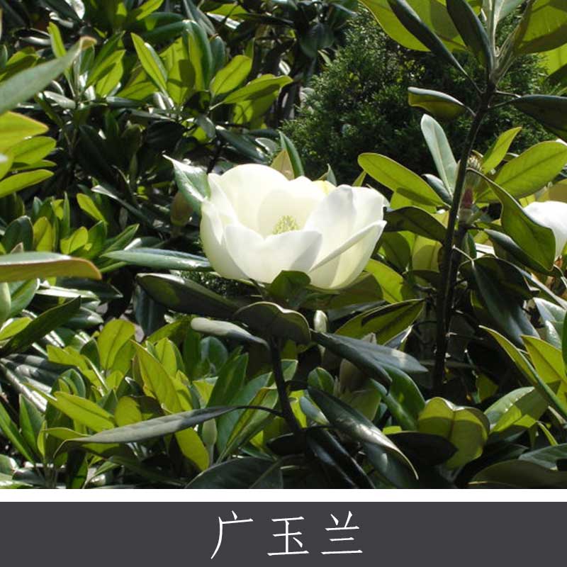 廣玉蘭 園林景區(qū)綠化植物 道路城市公園觀賞植物 常綠灌木喬木批發(fā)