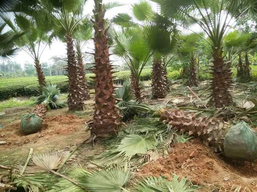 老人葵價(jià)格 批發(fā) 福建基地種植供應(yīng)老人葵 規(guī)格齊全 品質(zhì)優(yōu)良