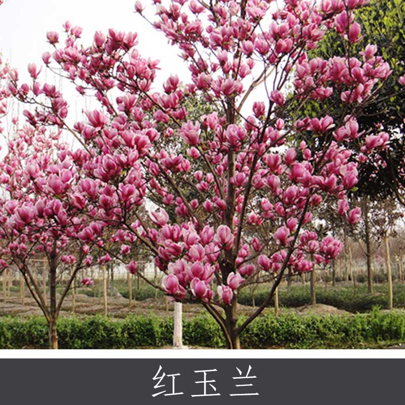 紅玉蘭 白紫黃玉蘭多款品種觀花樹(shù)木 落葉大灌木園區(qū)景區(qū)觀賞植物