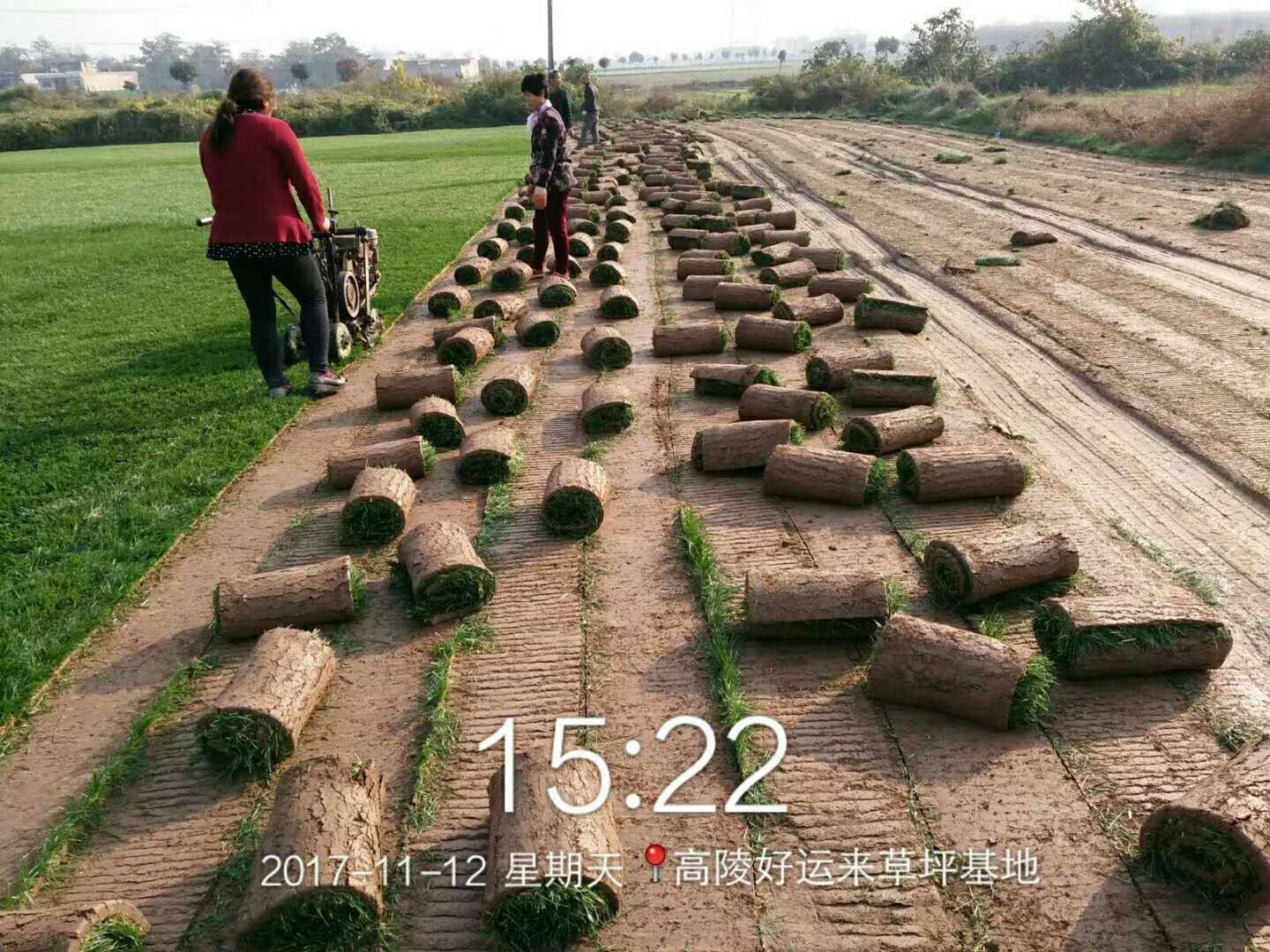 西安冬季草坪批發(fā)自產(chǎn)自銷量大從優(yōu)