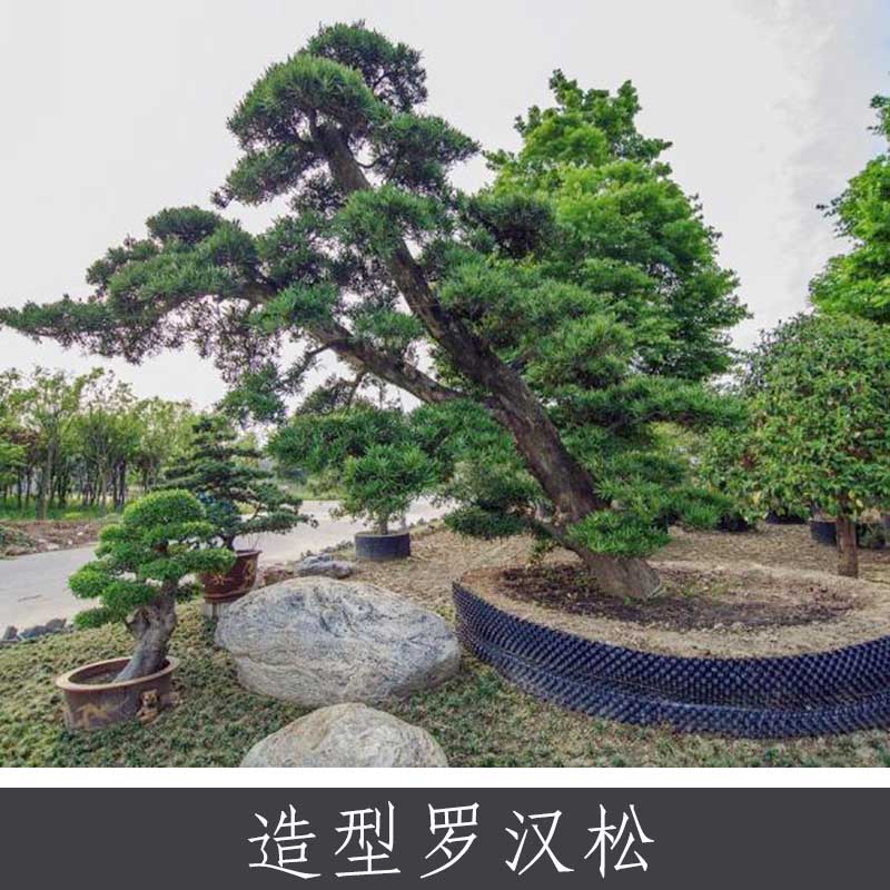 浙江各種苗木種植場(chǎng)，浙江羅漢松苗木批發(fā)場(chǎng)，浙江羅漢松種植加工