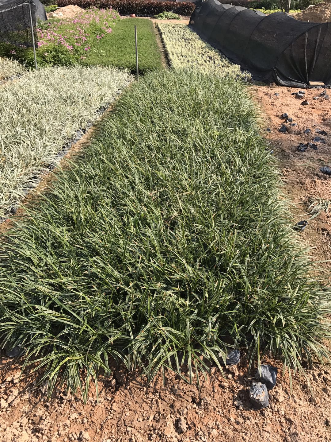 云南金邊麥冬草批發(fā)，云南金邊麥冬草價格，云南金邊麥冬草直銷，云南金邊麥冬草基地，云南金邊麥冬草種植場