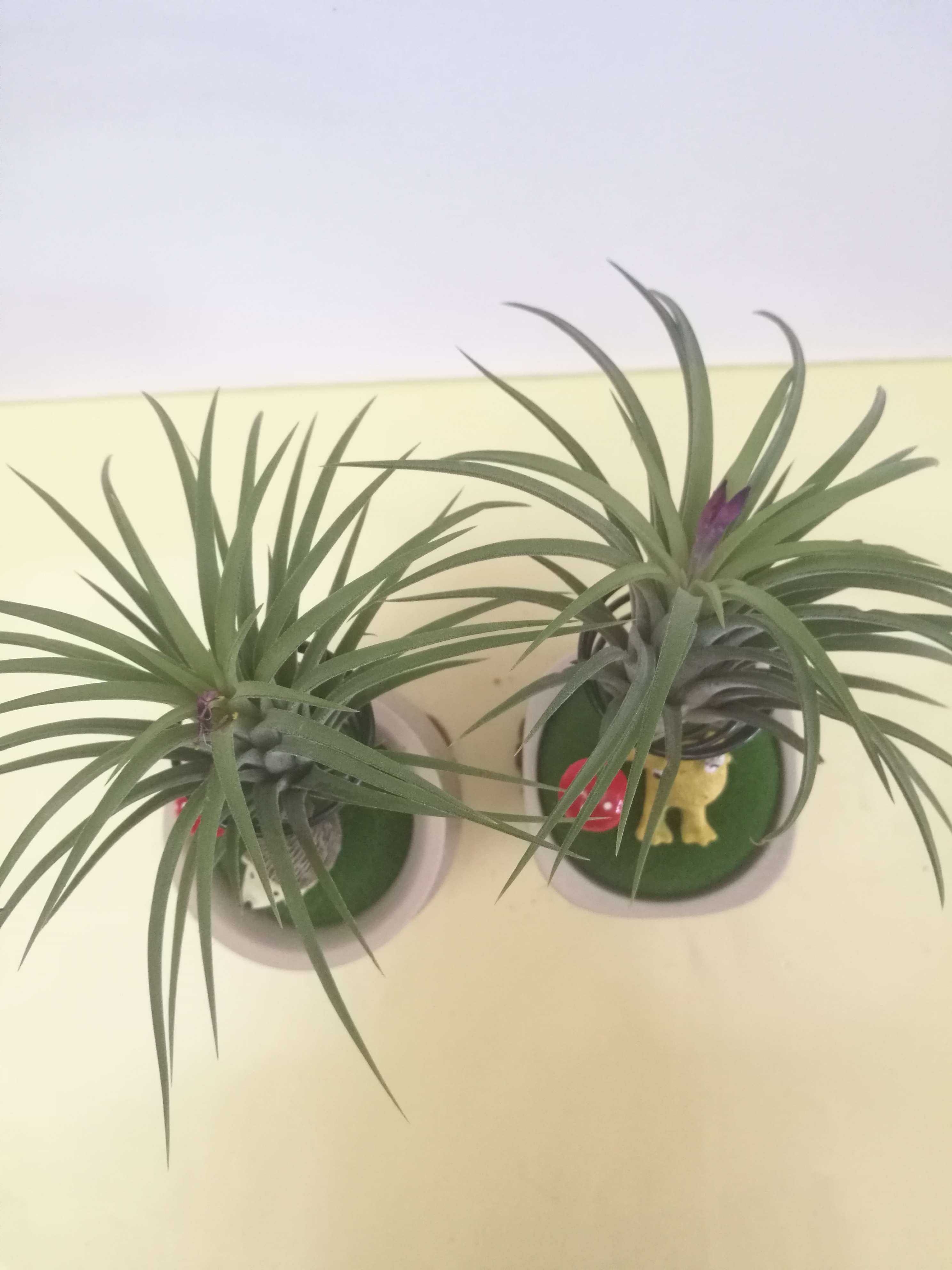 空氣鳳梨-文化杯