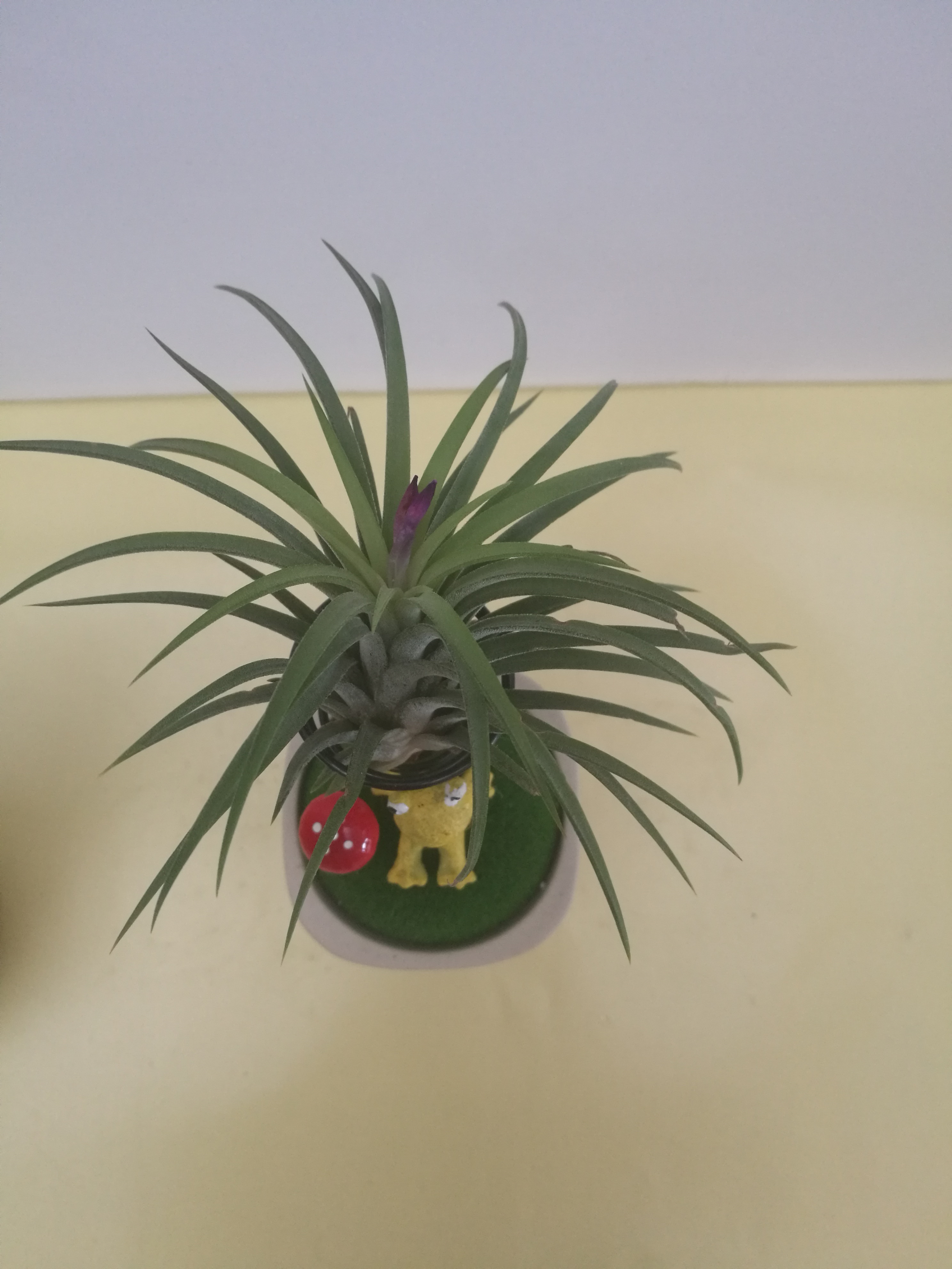 空氣鳳梨-文化杯