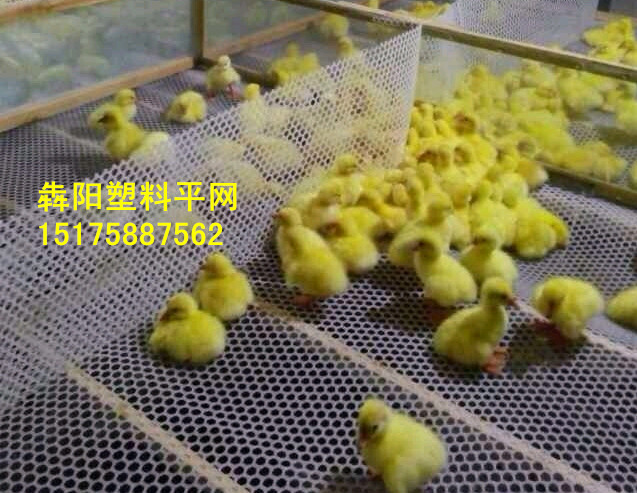 育雛塑料網(wǎng)@黑龍江育雛塑料網(wǎng)@育雛塑料網(wǎng)生產(chǎn)廠家