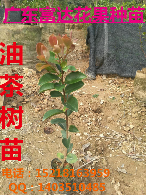 供應(yīng)油茶樹苗，茶籽苗，袋裝油茶樹苗