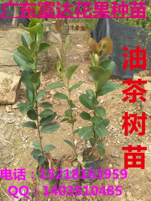 供應(yīng)油茶樹苗，茶籽苗，袋裝油茶樹苗