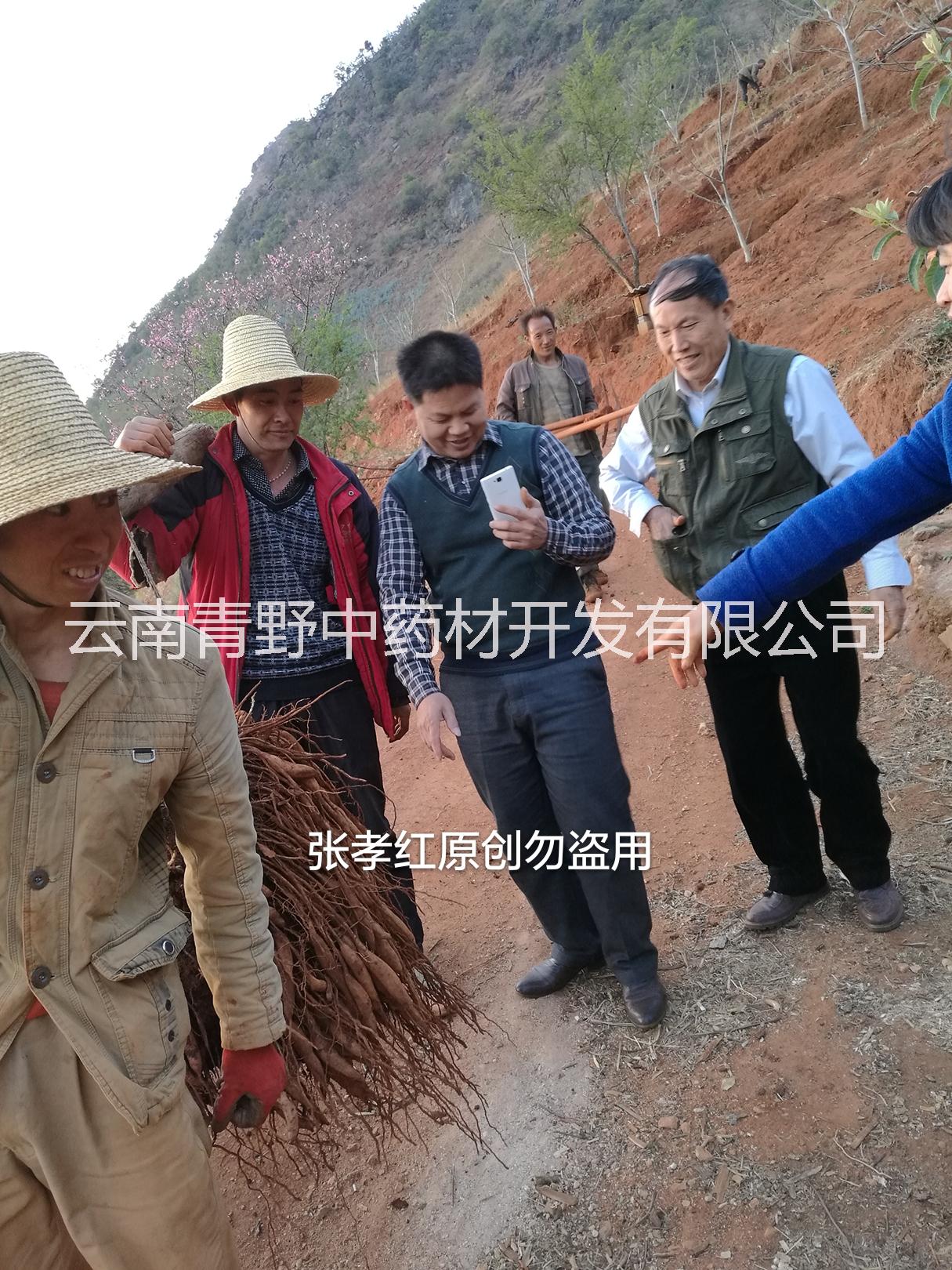 云南大天冬的種植前景如何