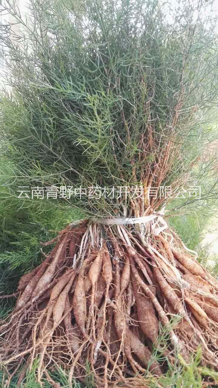 優(yōu)質(zhì)云南大天冬種苗直銷供應(yīng)商熱賣報價