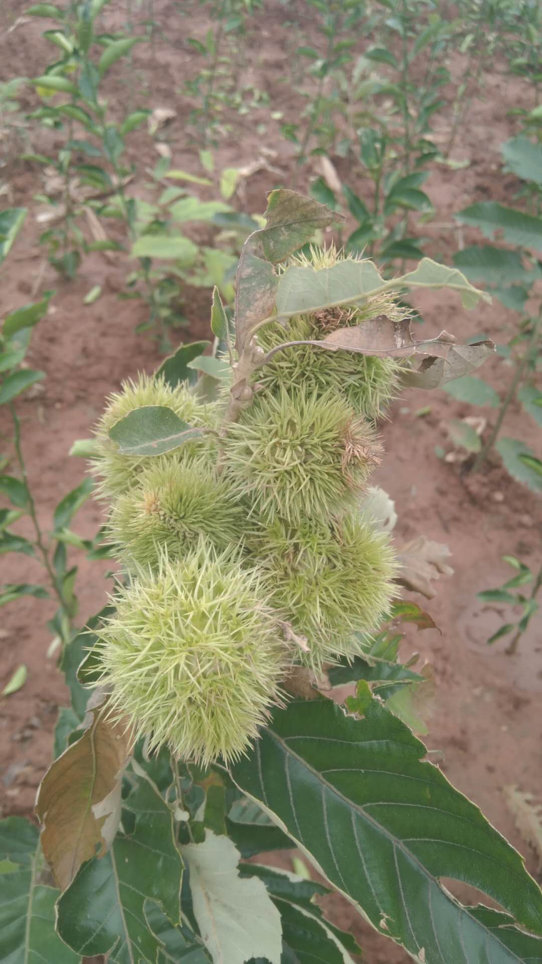 成都市板栗苗培育園 成都市板栗苗批發(fā) 成都市板栗苗報(bào)價(jià) 成都市板栗苗種植場(chǎng) 成都市板栗苗價(jià)格 成都市板栗苗基地
