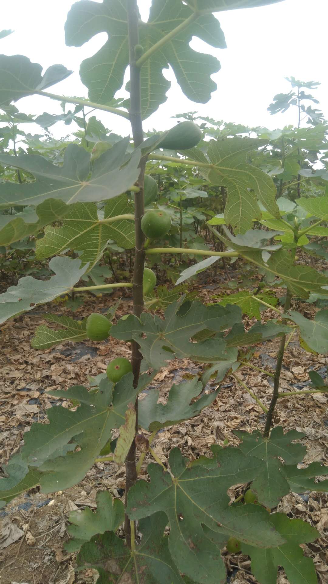 簡陽市優(yōu)質(zhì)無花果苗 簡陽市優(yōu)質(zhì)無花果苗木場 簡陽市優(yōu)質(zhì)無花果苗價格 簡陽市優(yōu)質(zhì)無花果苗基地 簡陽市優(yōu)質(zhì)無花果苗批發(fā)