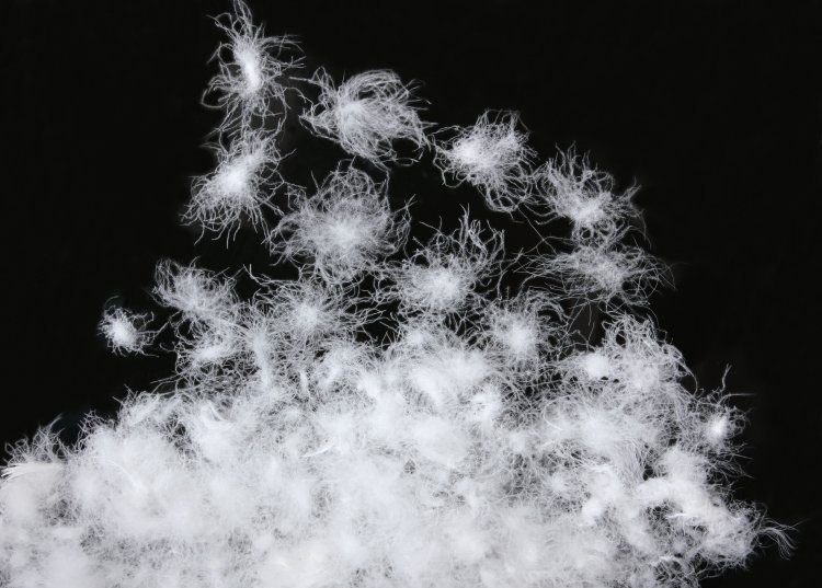 高存活率鵝苗哪里有-電話-價(jià)格