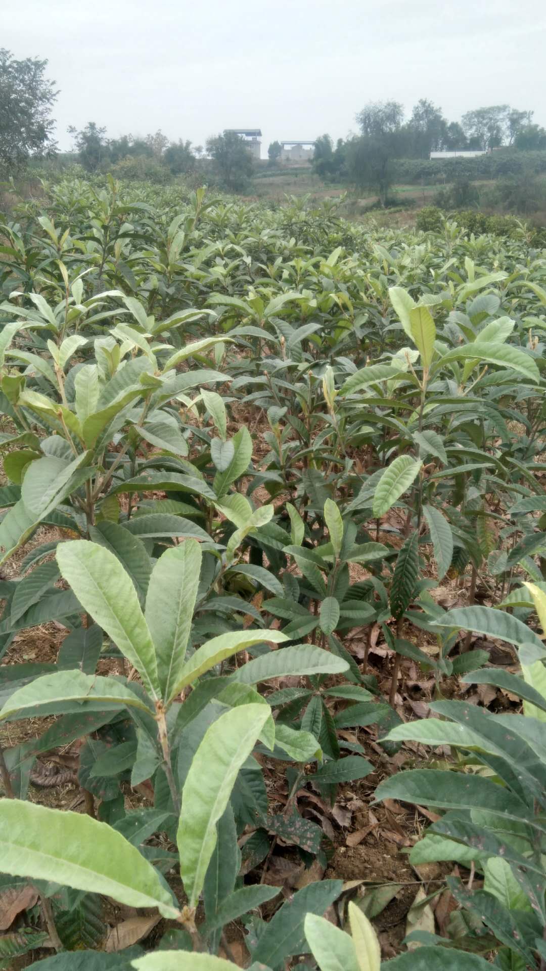 大五星枇杷 大五星枇杷苗 簡(jiǎn)陽(yáng)大五星枇杷苗 簡(jiǎn)陽(yáng)大五星枇杷苗批發(fā) 資陽(yáng)大五星枇杷樹苗價(jià)格 大五星枇杷樹苗基地 資陽(yáng)大五