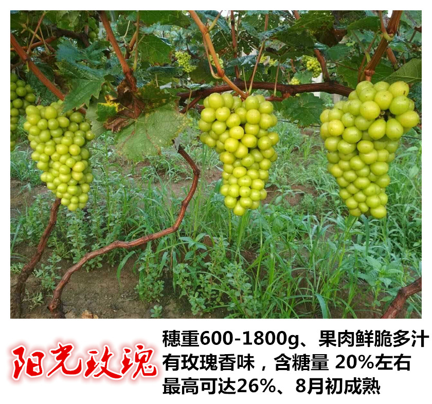 優(yōu)質(zhì)新品陽光玫瑰葡萄苗 -葡萄苗基地 -價(jià)格從優(yōu)