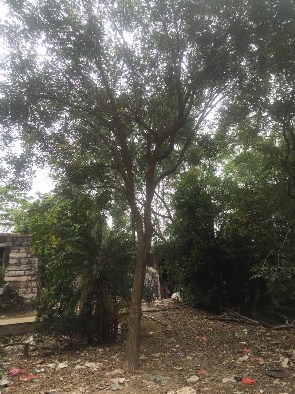 福建黃花風(fēng)玲木批發(fā)，福建黃花風(fēng)玲木供應(yīng)，主營福建黃花風(fēng)玲木，福建黃花風(fēng)玲木基地，福建黃花風(fēng)玲木苗木