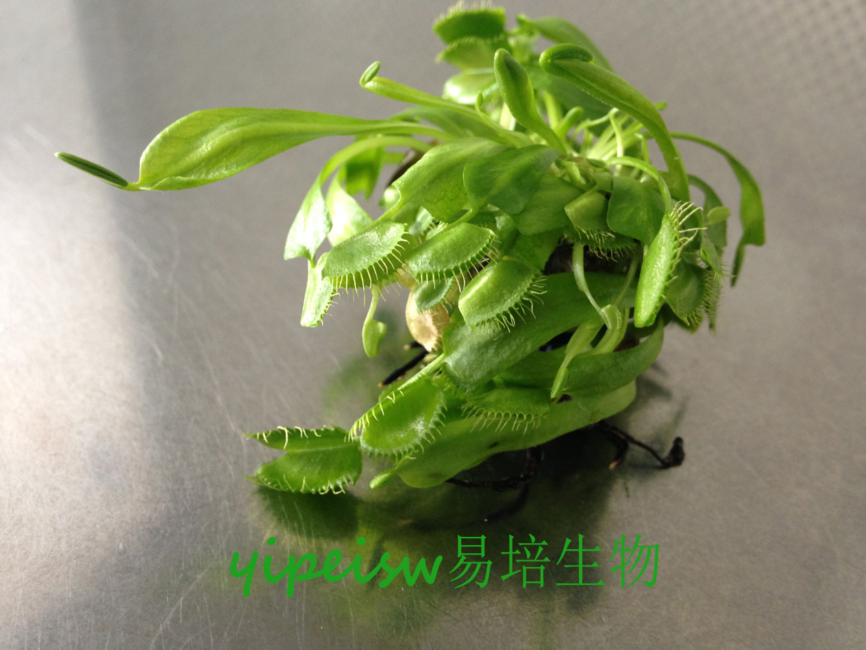 食蟲(chóng)植物-捕蠅草 組培苗 無(wú)菌苗 花市捕蠅草 紅色食人魚(yú)捕蠅草