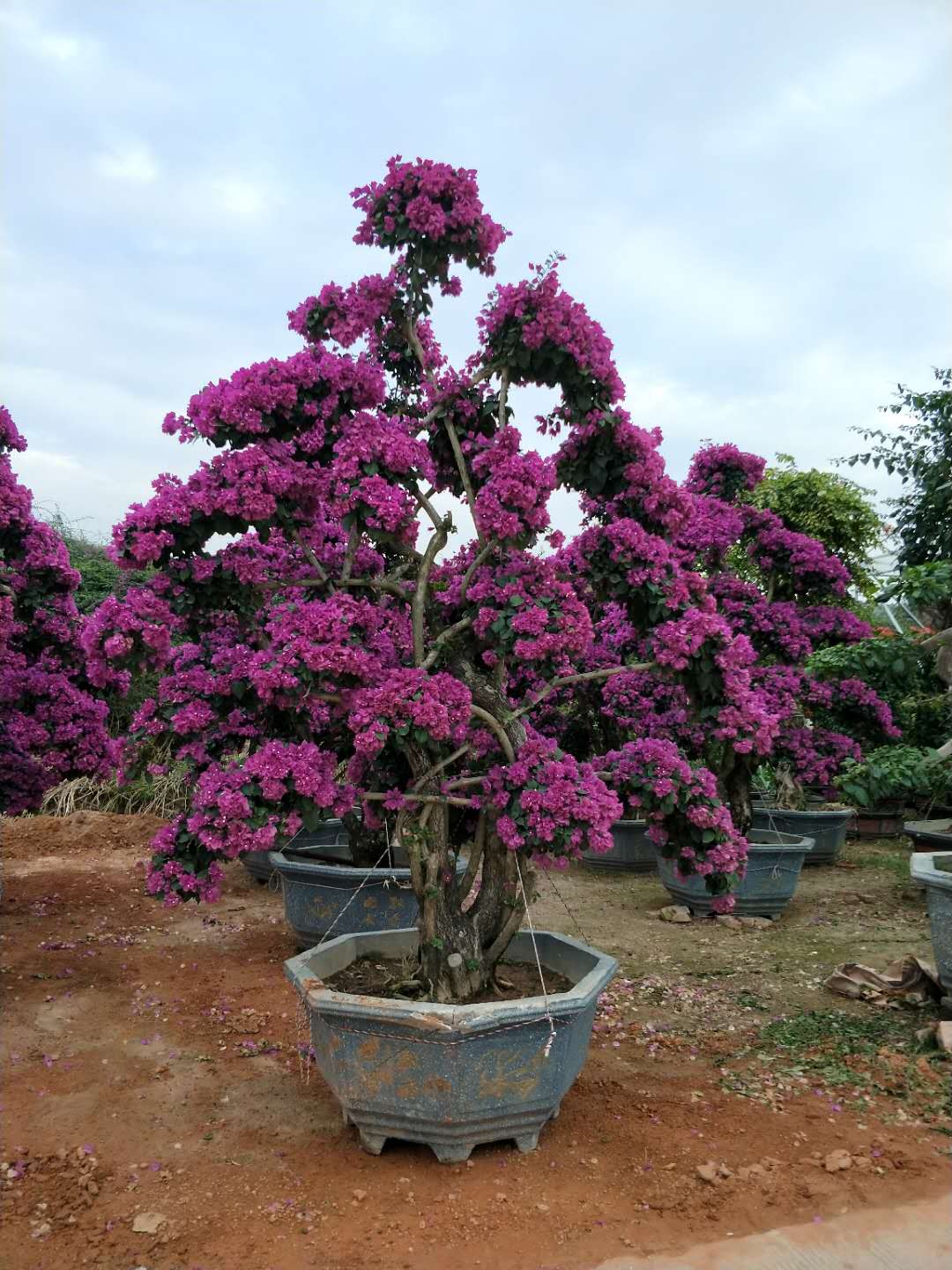 出售云南三角梅，云南三角梅供應(yīng)，云南三角梅基地，云南三角梅直銷，云南三角梅采購
