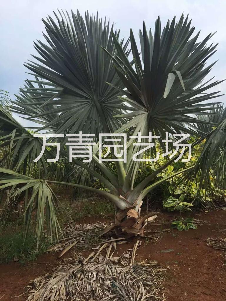 福建省安徽霸王棕，福建省安徽霸王棕價(jià)格，福建省安徽霸王棕批發(fā)商