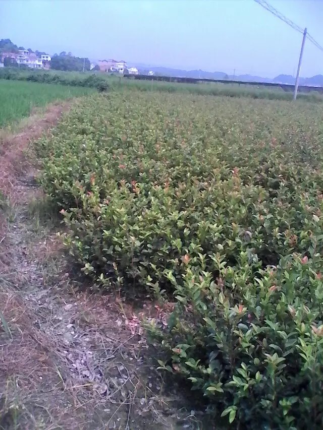 湖南兩年嫁接油苗供應(yīng)  兩年嫁接油苗供應(yīng)  湖南兩年嫁接油苗廠家  華湘油茶苗