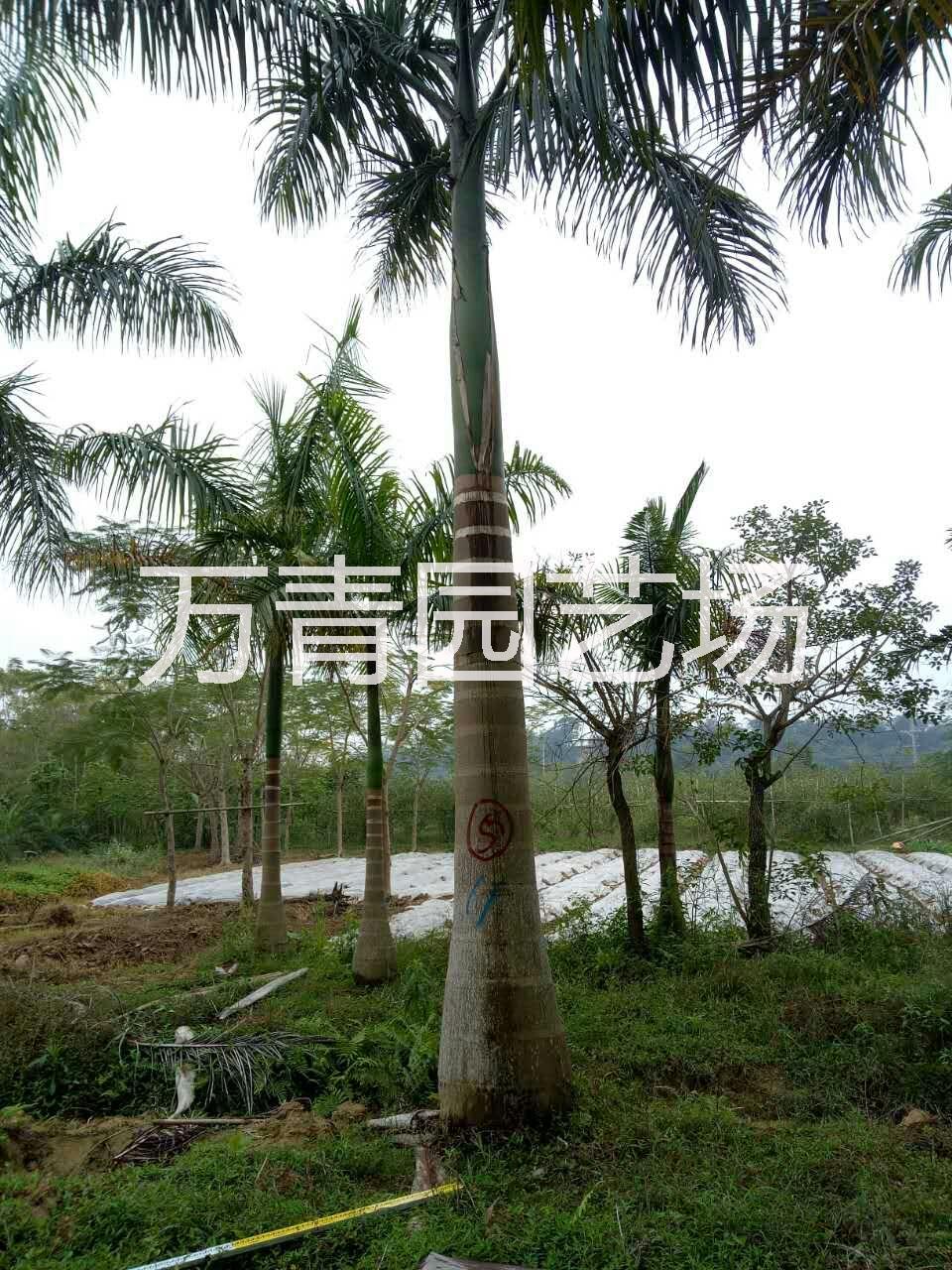 福建省上海大王椰子價(jià)格，福建省上海大王椰子自產(chǎn)自銷，福建省上海大王椰子品大量供應(yīng)，上海大王椰子苗木，上海大王椰子采購