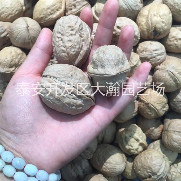 核桃苗8518、香玲、泰山薄皮