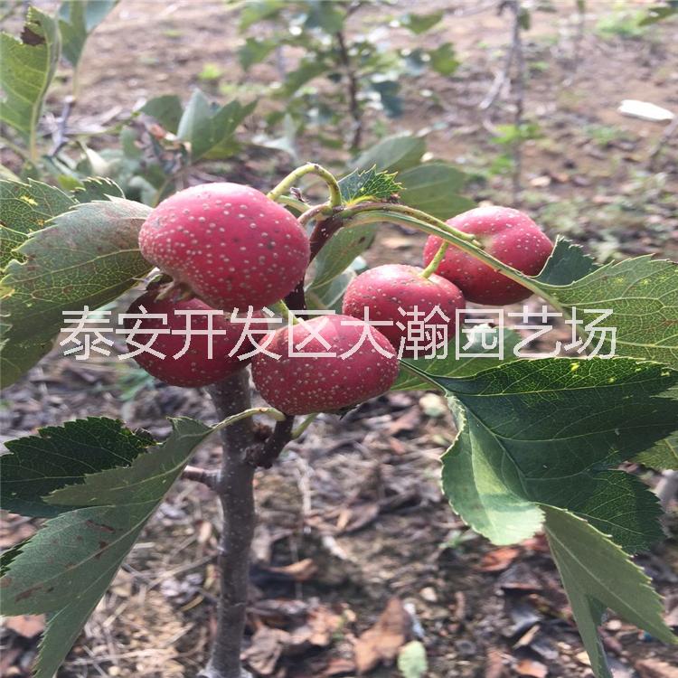 供應(yīng) 大山楂樹苗 甜紅子山楂樹苗 基地*