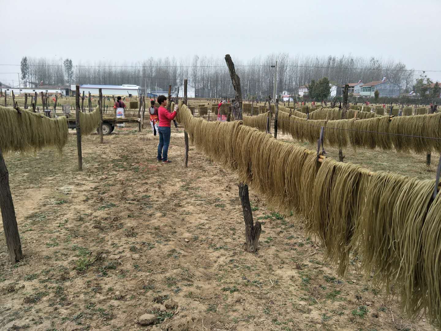 牛肉湯粉絲生產(chǎn)批發(fā)商 牛肉湯粉絲生產(chǎn)廠家牛肉湯粉絲生產(chǎn)廠家報價 牛肉湯粉絲銷售中心