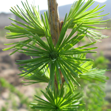 供應(yīng)湖北一年生兩年生日本落葉松樹苗*惠