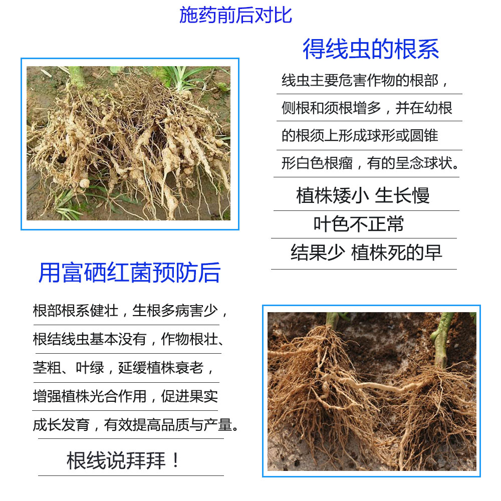 紅菌富硒肽酶富硒水果富硒農(nóng)產(chǎn)品葡萄有效活菌數(shù)生物菌硒開金 富硒紅菌葉面肥