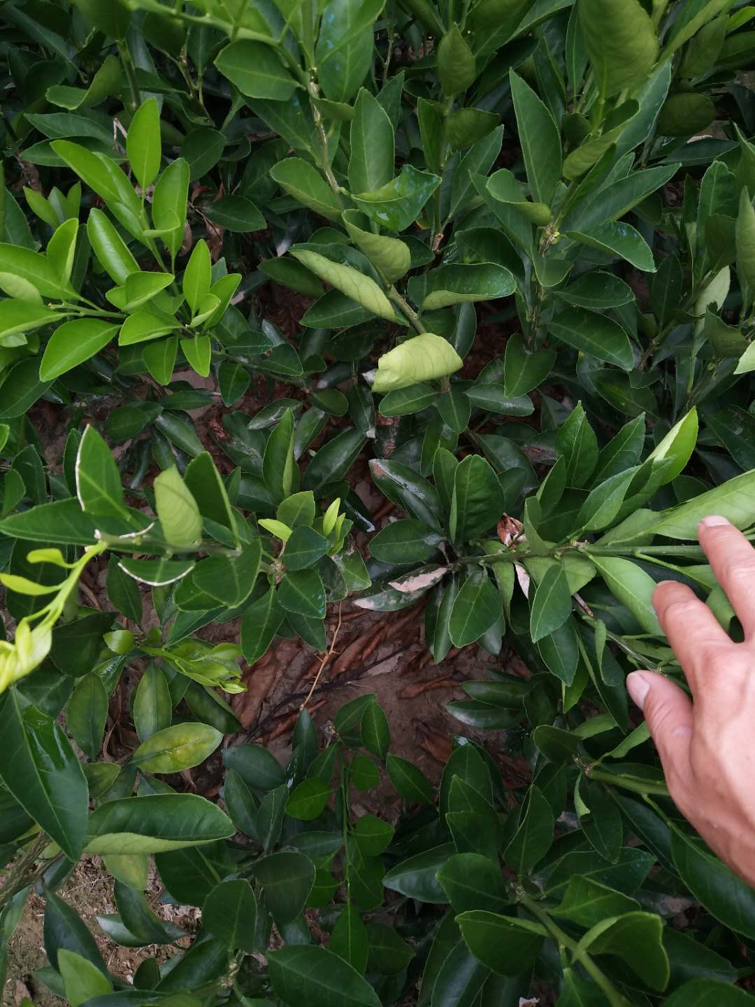 特早早柑苗 廣西特早早柑苗基地 廣西荔浦特早早柑苗批發(fā)  特早早柑苗批發(fā)廠家