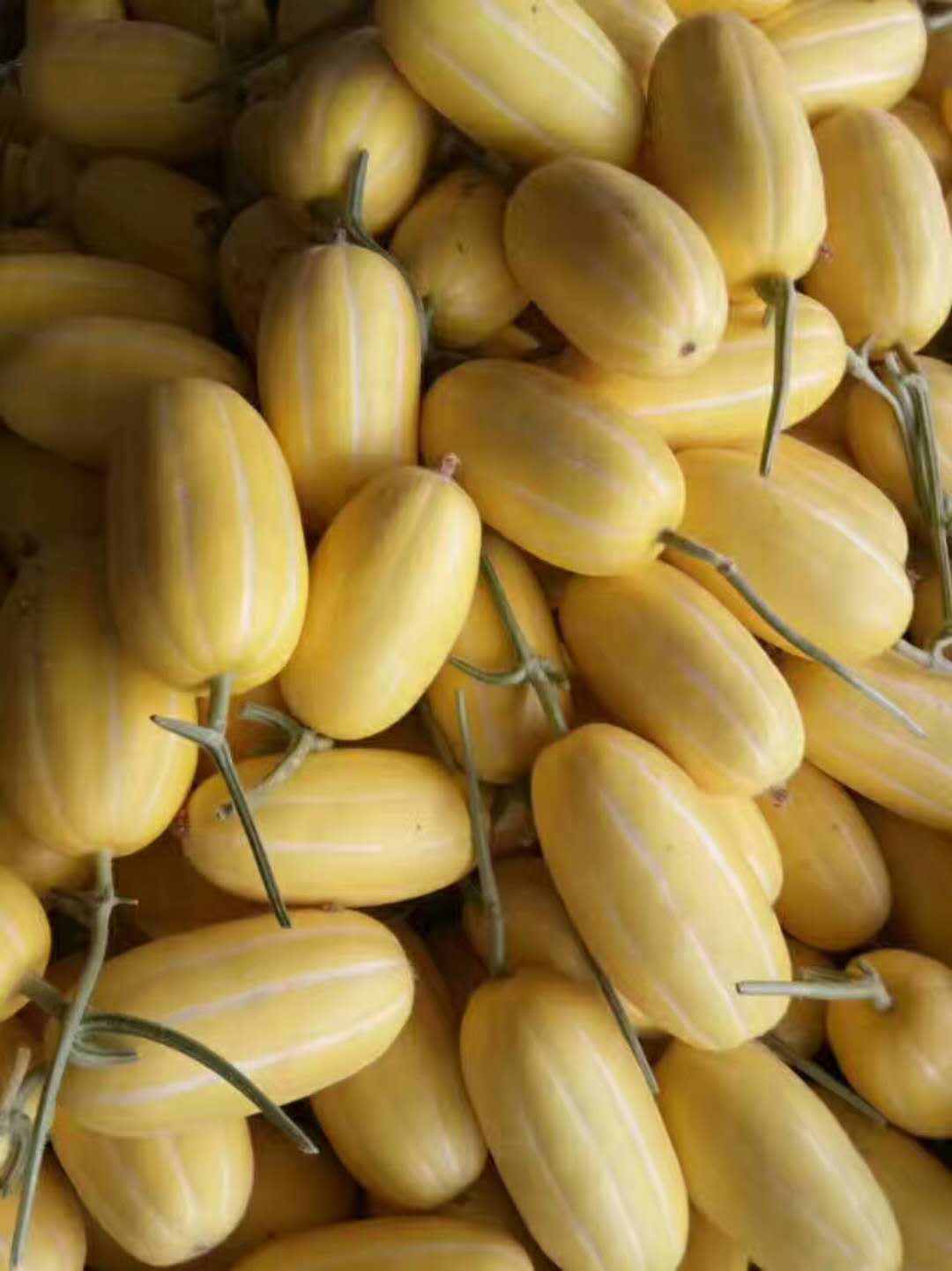 山東人參果價(jià)格、山東果蔬種植合作社、莘縣人參果基地、莘縣香瓜甜瓜