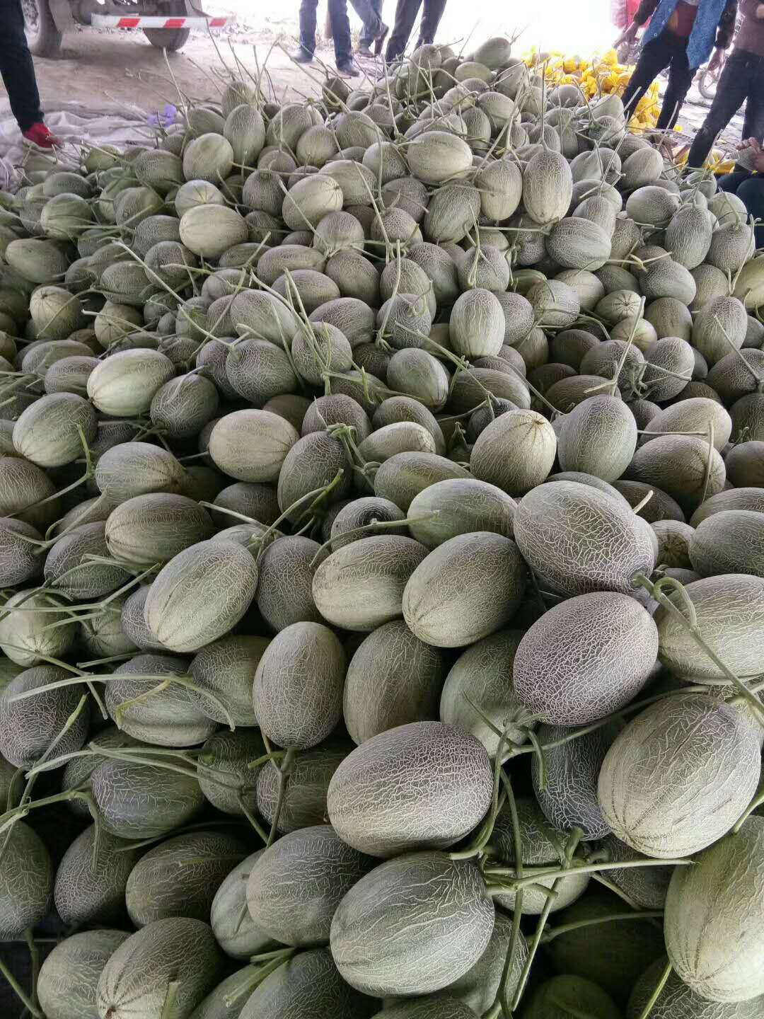 山東人參果價(jià)格、山東果蔬種植合作社、莘縣人參果基地、莘縣香瓜甜瓜